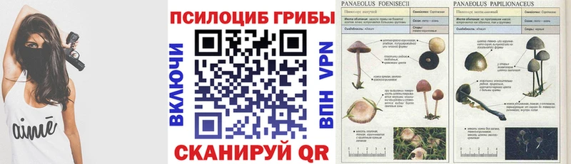 Псилоцибиновые грибы Psilocybe блэк спрут сайт Заволжье